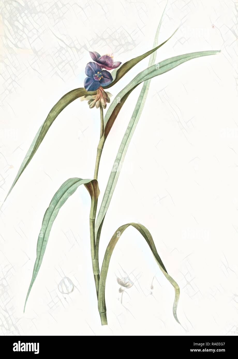 Tradescantia virginica, Tradescantia virginica, Ephémérine de Virginie, transitori della Virginia, Spiderwort, Redouté reinventato Foto Stock