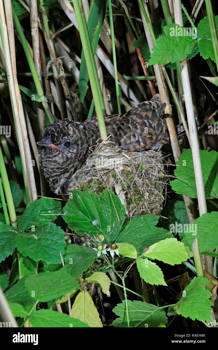 Il cuculo parassita (Cuculus canorus) giacendo attraverso il suo nido ospita, UK. Foto Stock