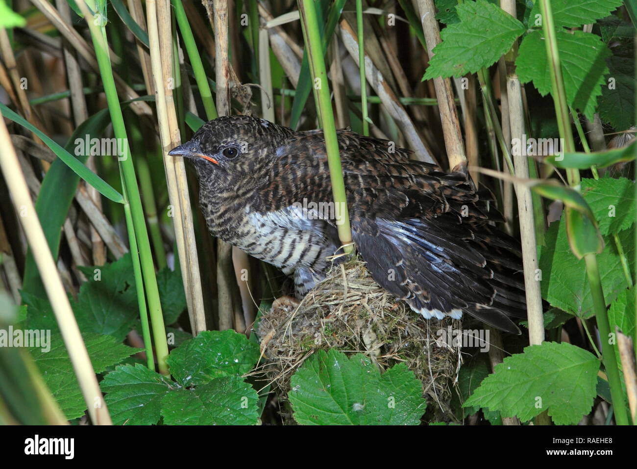 Il cuculo parassita (Cuculus canorus) permanente sulla parte superiore dei suoi ospiti nido, UK. Foto Stock