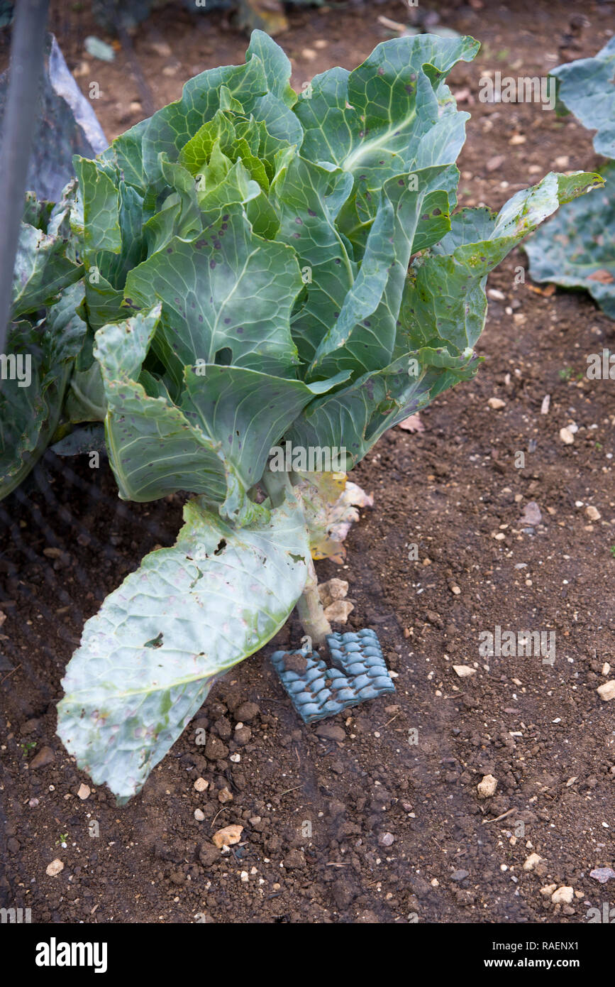 Cavoli cappucci beeing protetti dalla radice di cavolo volare con le piazze di tappeti collocato attorno al fusto della pianta Foto Stock