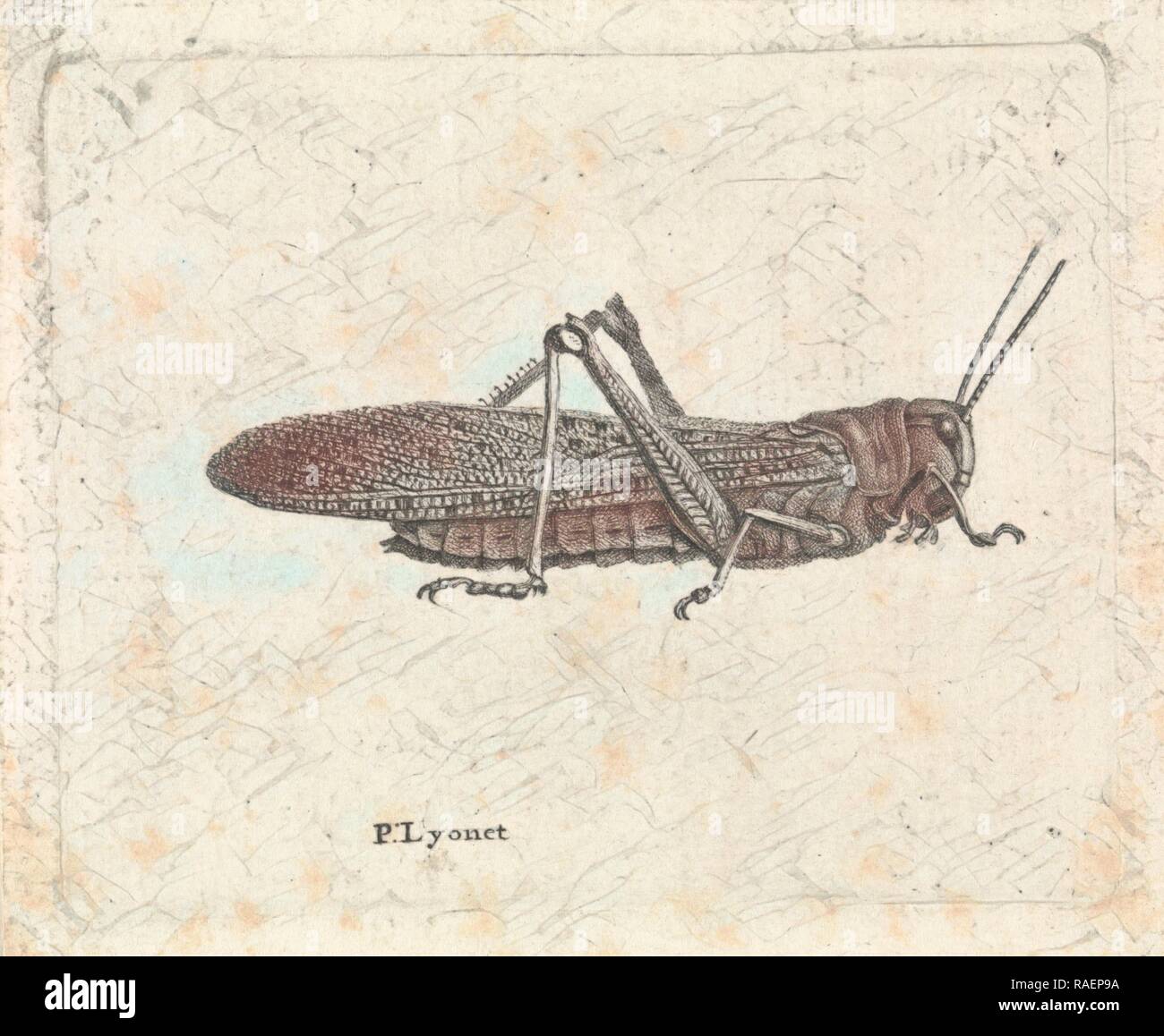 Grasshopper, Pieter Lyonet, 1716 - 178. Reinventato da Gibon. Arte Classica con un tocco di moderno reinventato Foto Stock