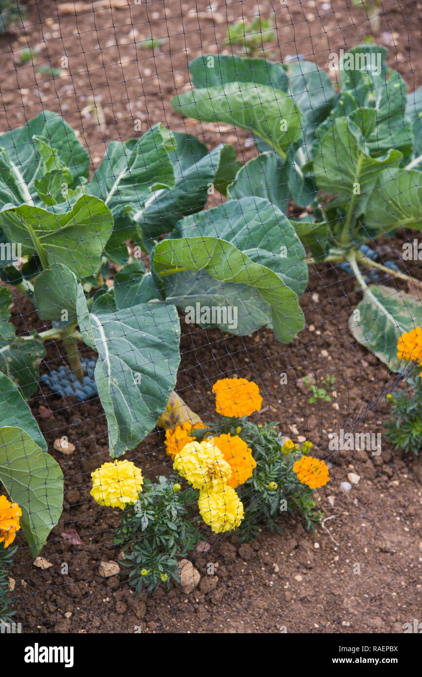 Organicamente cavoli crescente protetti da pezze e marrigolds Foto Stock