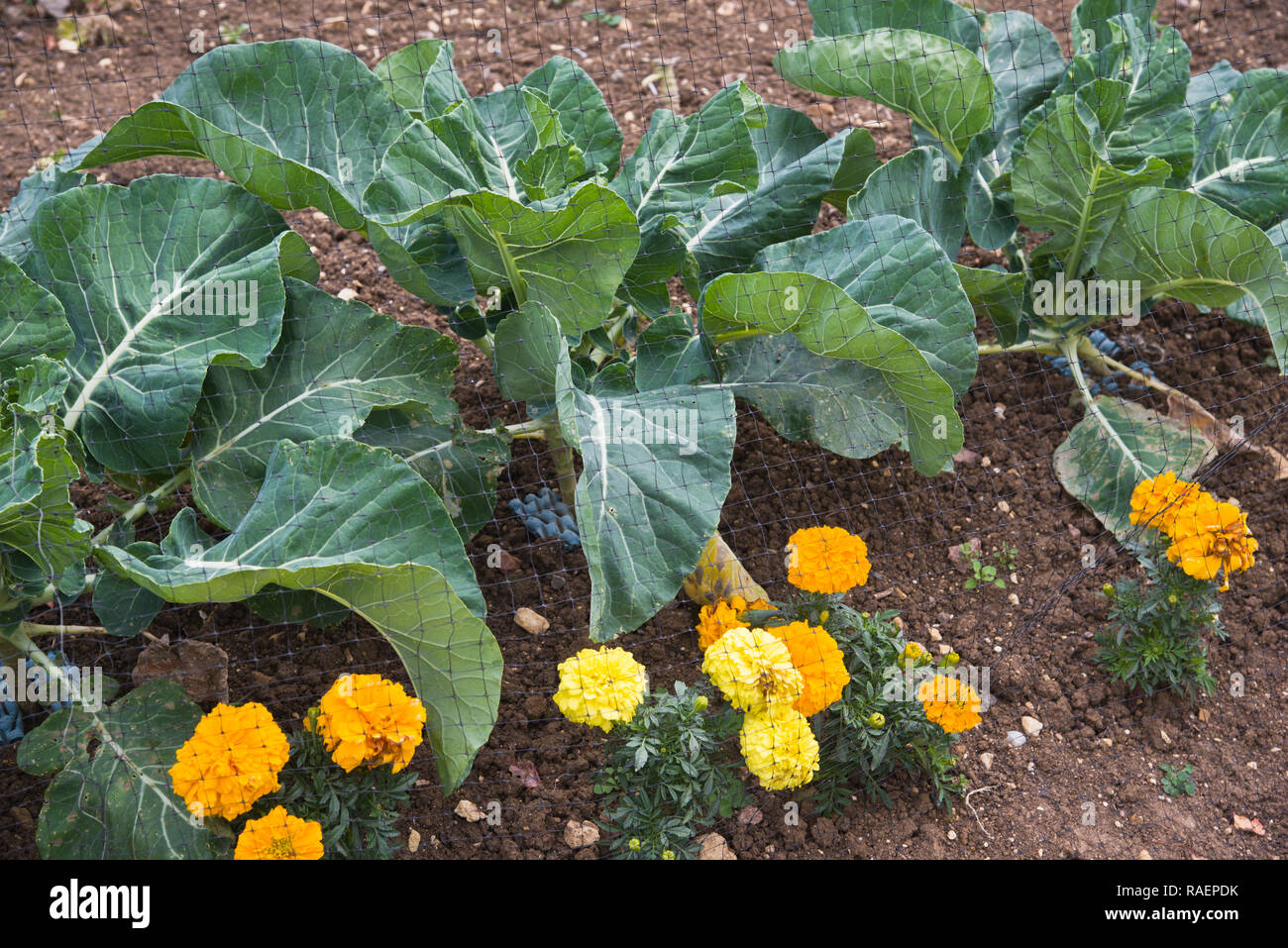 Organicamente cavoli crescente protetti da pezze e marrigolds Foto Stock