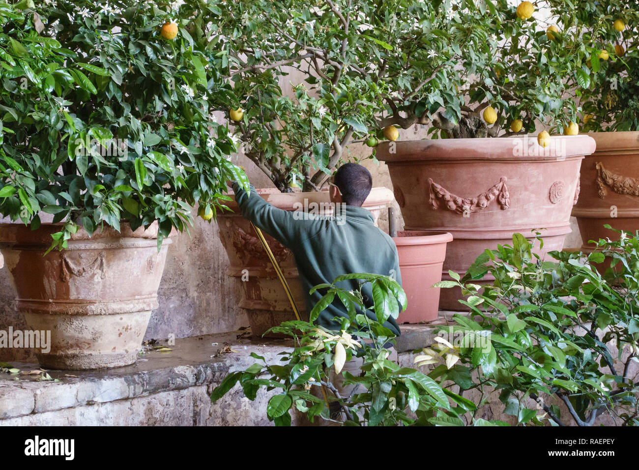 La Villa Medicea di Castello (Villa Reale), Sesto Fiorentino, Firenze,  Italia. Un giardiniere acque alberi di limone in una limonaia (casa limone  o orangerie Foto stock - Alamy