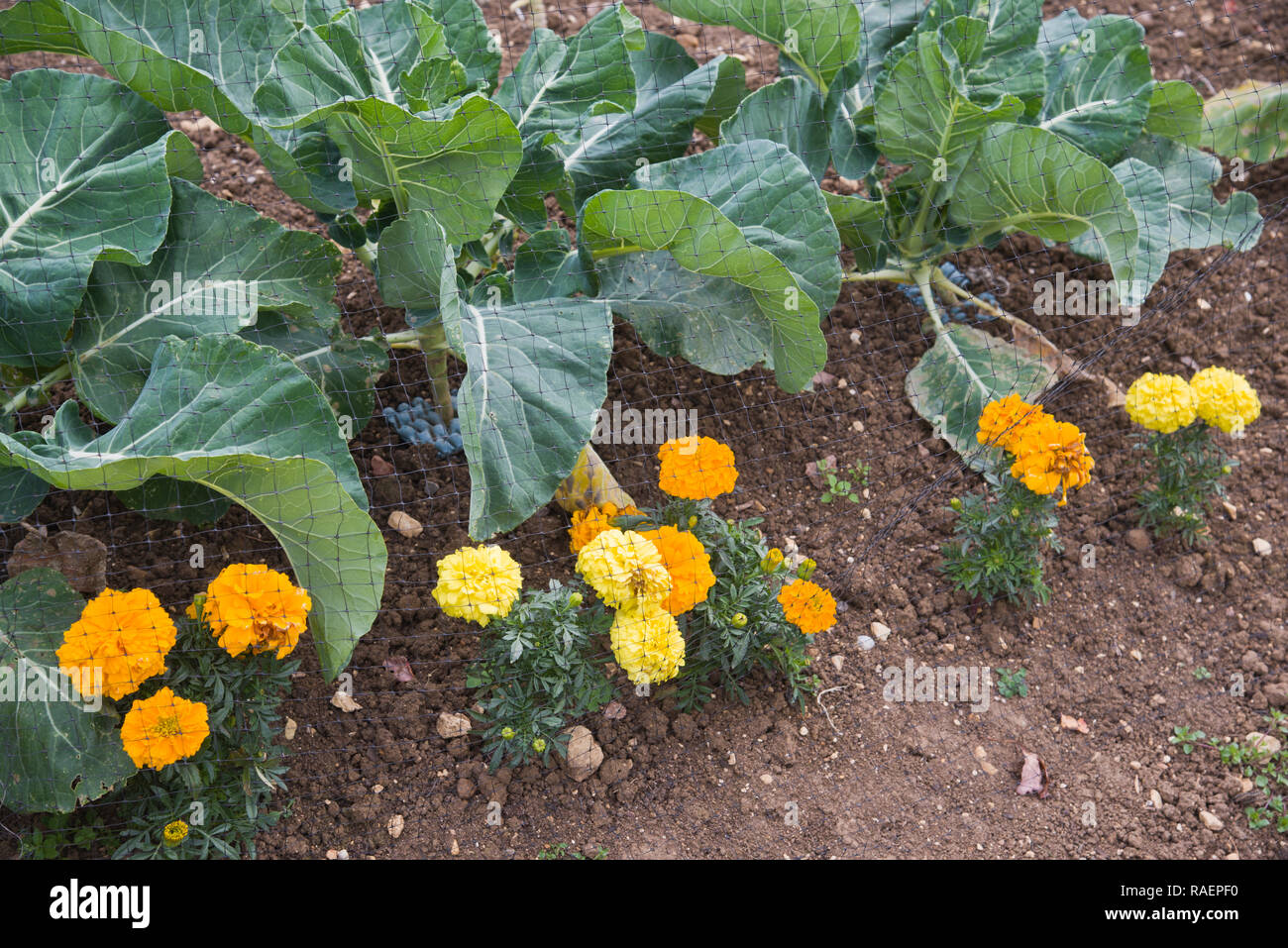 Organicamente cavoli crescente protetti da pezze e marrigolds Foto Stock