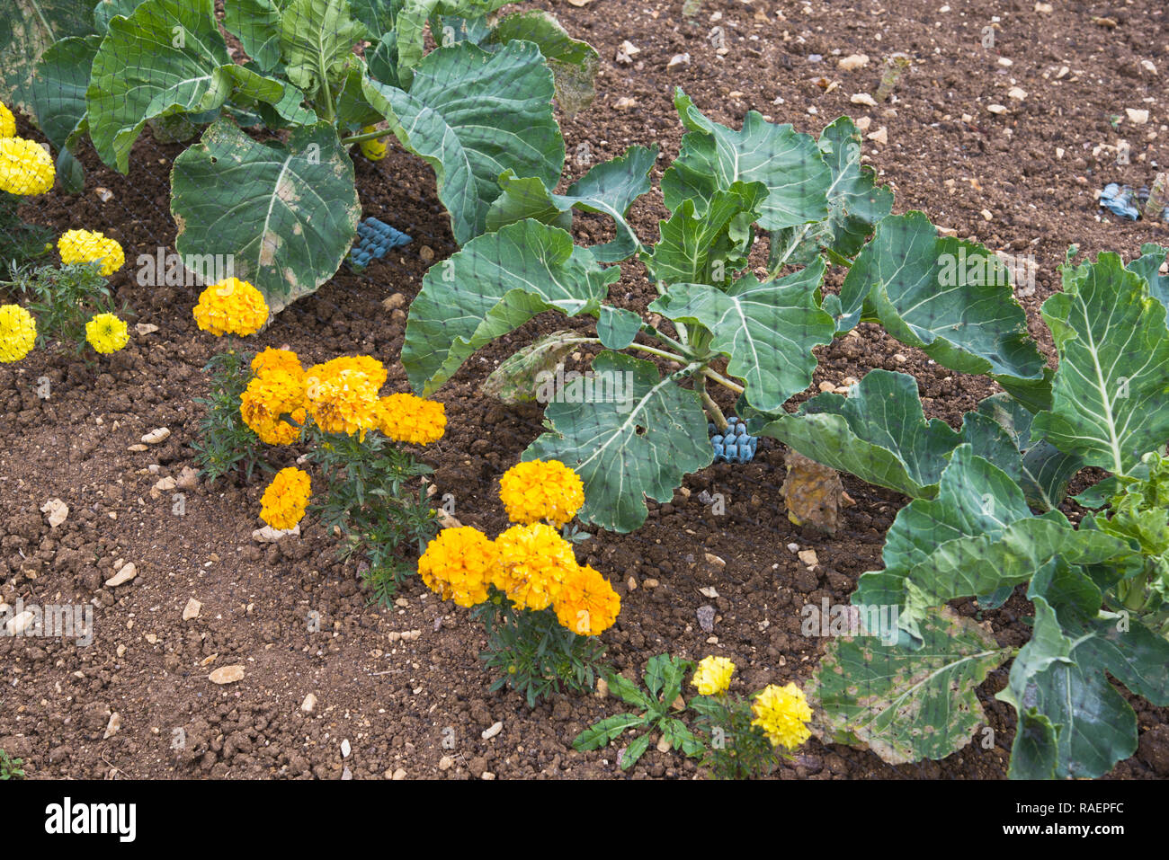 Organicamente cavoli crescente protetti da pezze e marrigolds Foto Stock