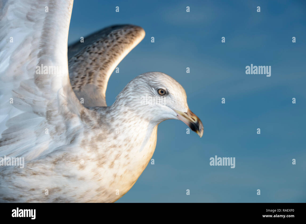 Aringa gabbiano (Larus argentatus) ritratto, vicino Lauvsness, Flatanger, Norvegia Foto Stock