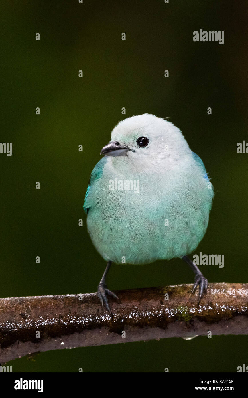 Tanager Blue-Gray in Costa Rican rainforest Foto Stock