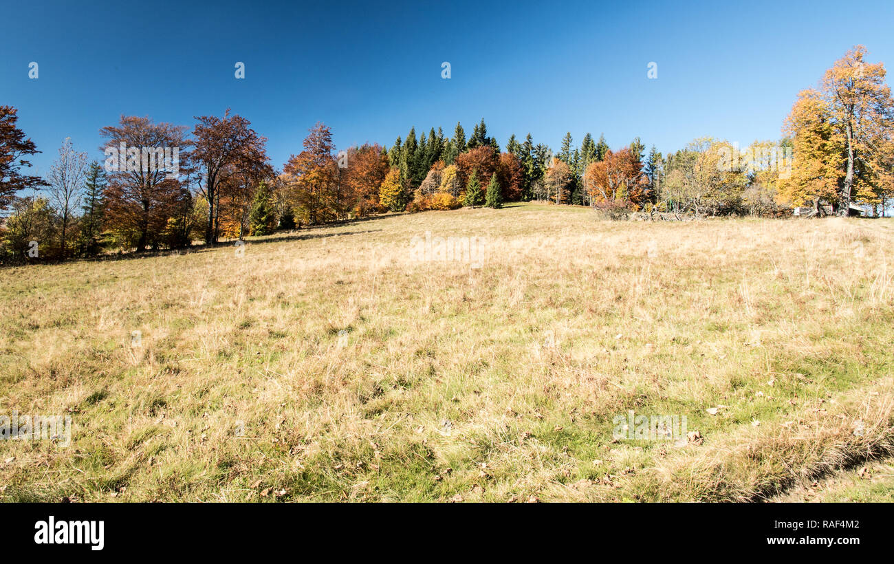 Paesaggio autunnale con prato e colorati di alberi e cielo chiaro su Przegibek in Beskid Zywiecki montagne in Polonia Foto Stock