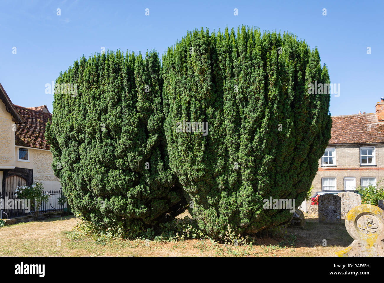 Unione Yew trees (Taxus baccata) nel sagrato della chiesa di San Pietro e di san Paolo la Chiesa, High Street, Clare, Suffolk, Inghilterra, Regno Unito Foto Stock