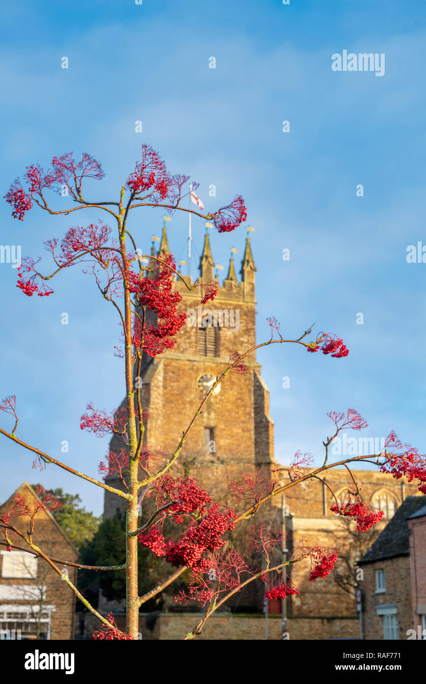 Red rowan bacche su un albero di fronte alla chiesa di San Pietro e san Paolo nella luce del sole della mattina. Deddington, Oxfordshire, Inghilterra Foto Stock