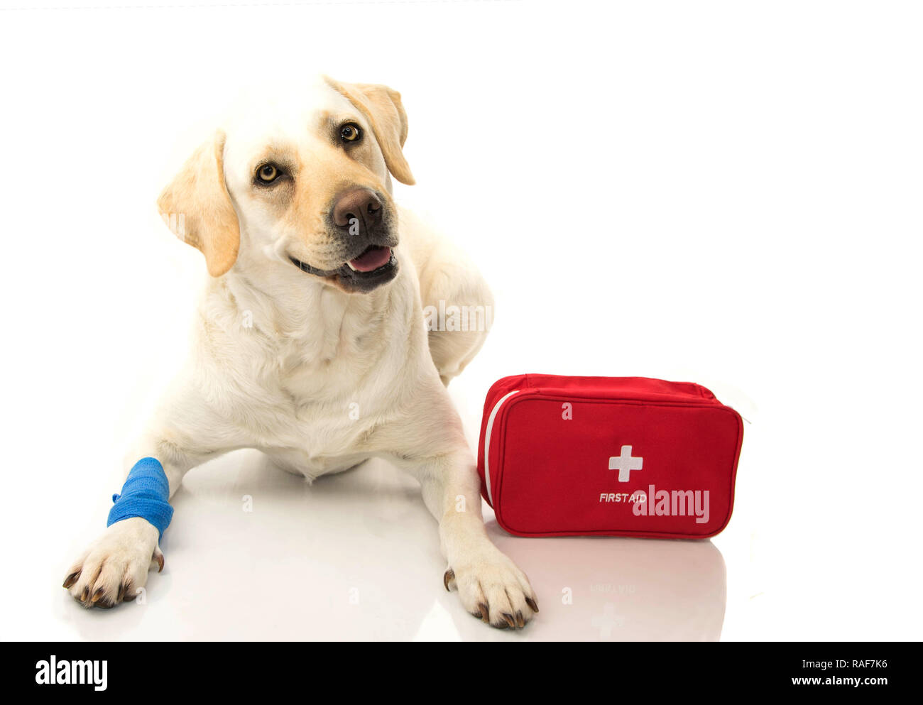 Malati di cane. Il Labrador disteso con un bendaggio blu o fascia elastica sul piede e una di emergenza o di primo soccorso. Foto Stock