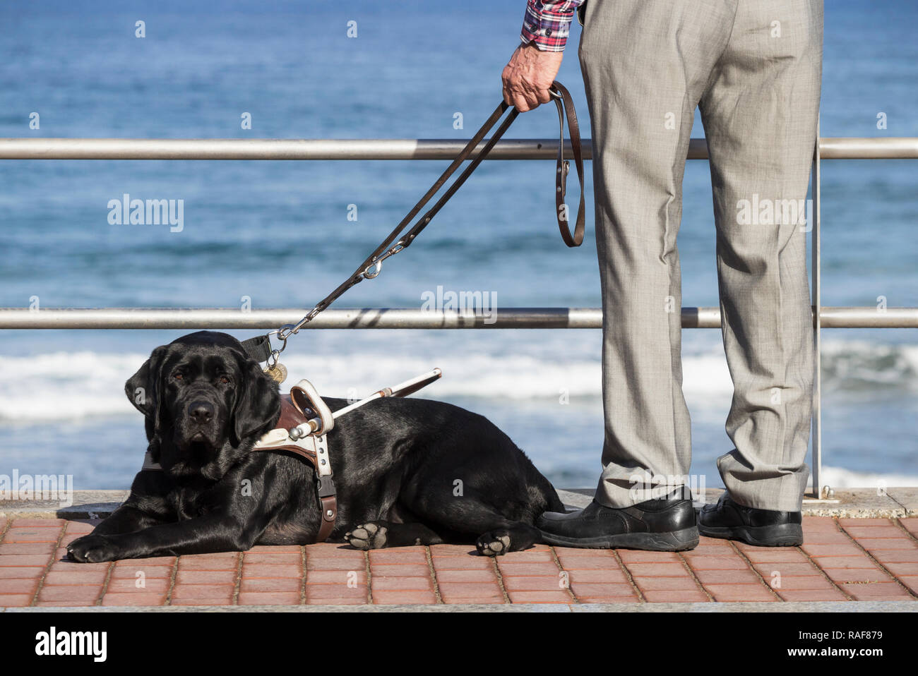 Uomo anziano con il nero Labrador cane guida. Foto Stock