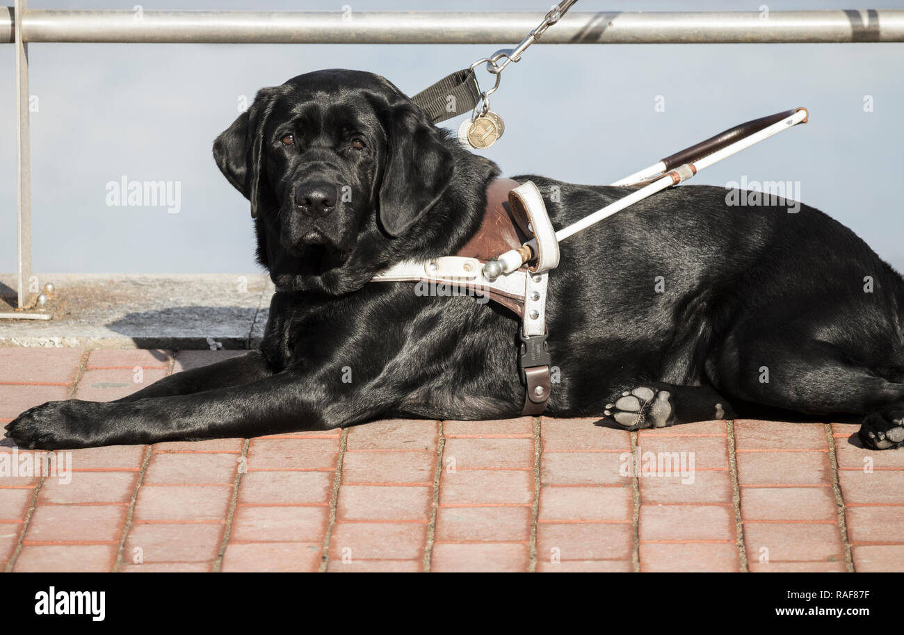 Il Labrador nero cane guida. Foto Stock