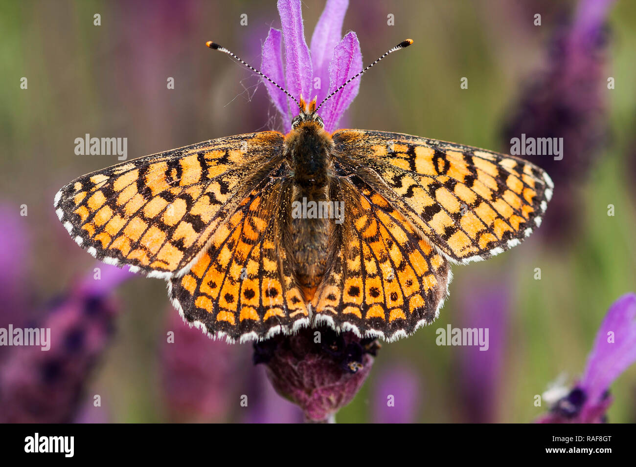 Farfalla in habitat naturale, (Melitaea cinxia) Foto Stock