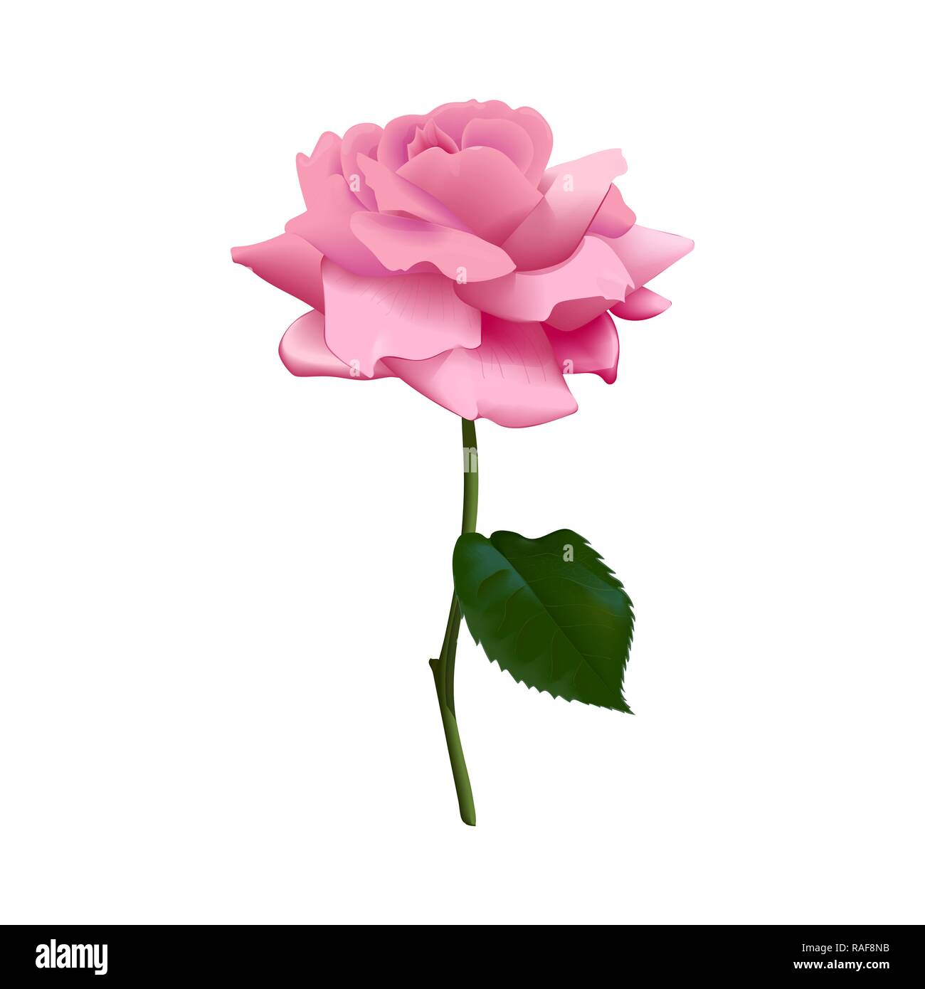 Bella Viola Rosa Rosa Isolato Su Sfondo Bianco Illustrazione Vettoriale Isolato Fiore Lo Stelo La Foglia Immagine E Vettoriale Alamy