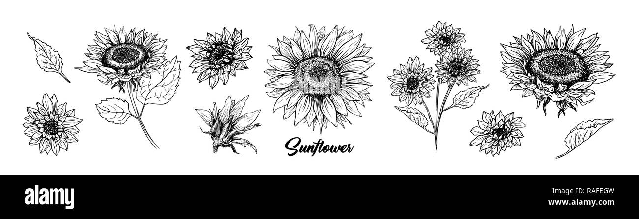 Girasole disegnato a mano Collezione di vettore. Floral inchiostro della penna sketch. In bianco e nero di clipart. Millefiori realistico disegno a mano libera. Isolato monocromatico design floreale elemento. Abbozzate Helianthus contorno Illustrazione Vettoriale
