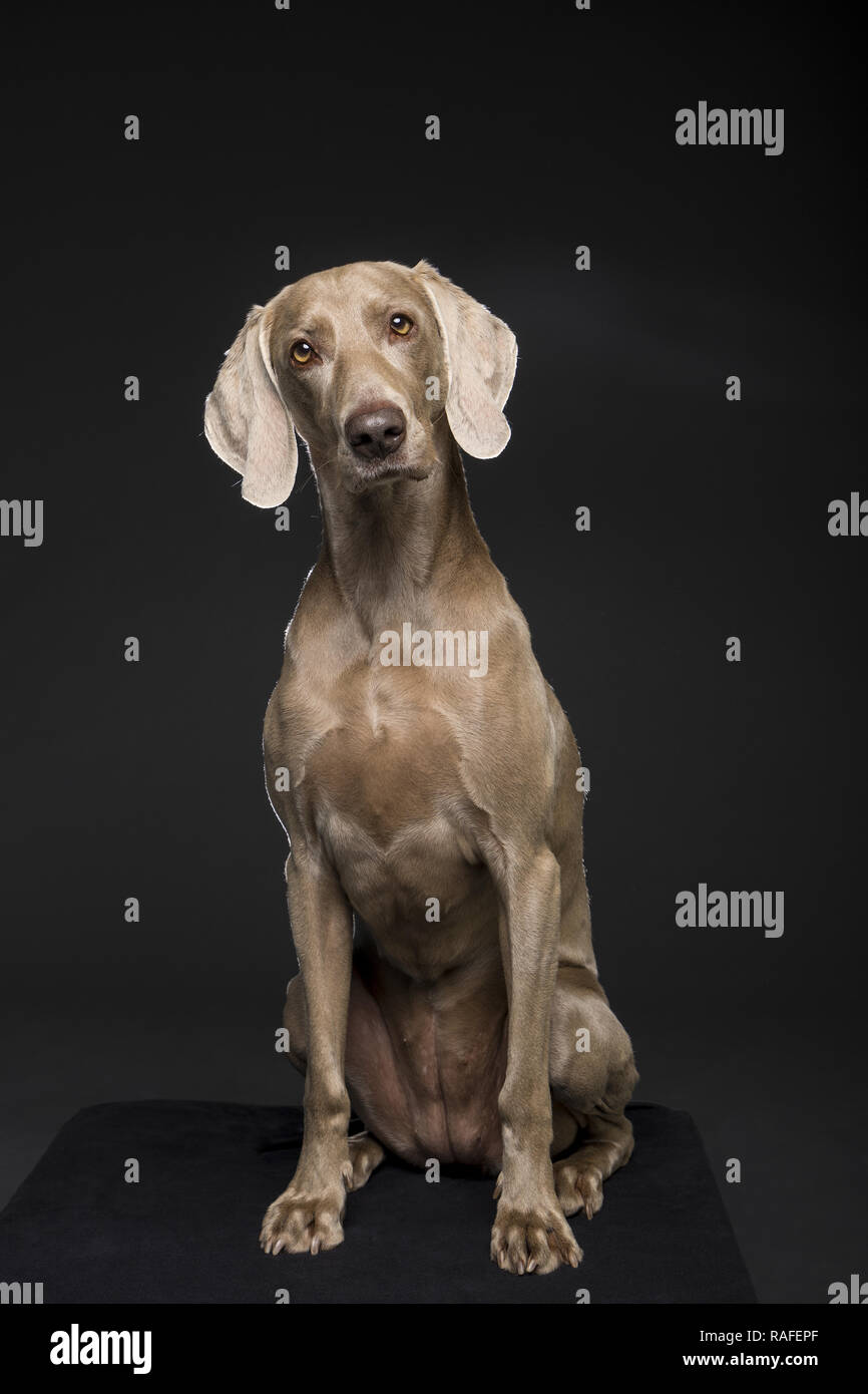 Ritratto di femmina cani Weimaraner su sfondo nero Foto Stock