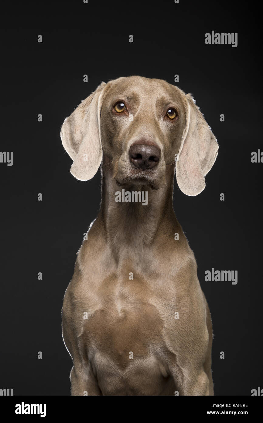 Ritratto di femmina cani Weimaraner su sfondo nero Foto Stock