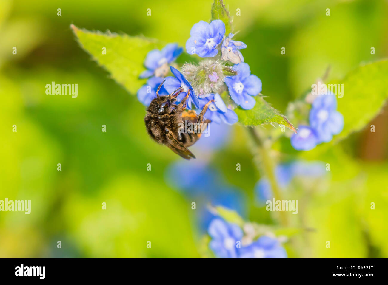 La fauna selvatica Uk.Close up immagine di bee nettare di raccolta dal blu non ti scordar di me fiori che crescono su british prato in primavera.luminosi e vibranti della natura. Foto Stock