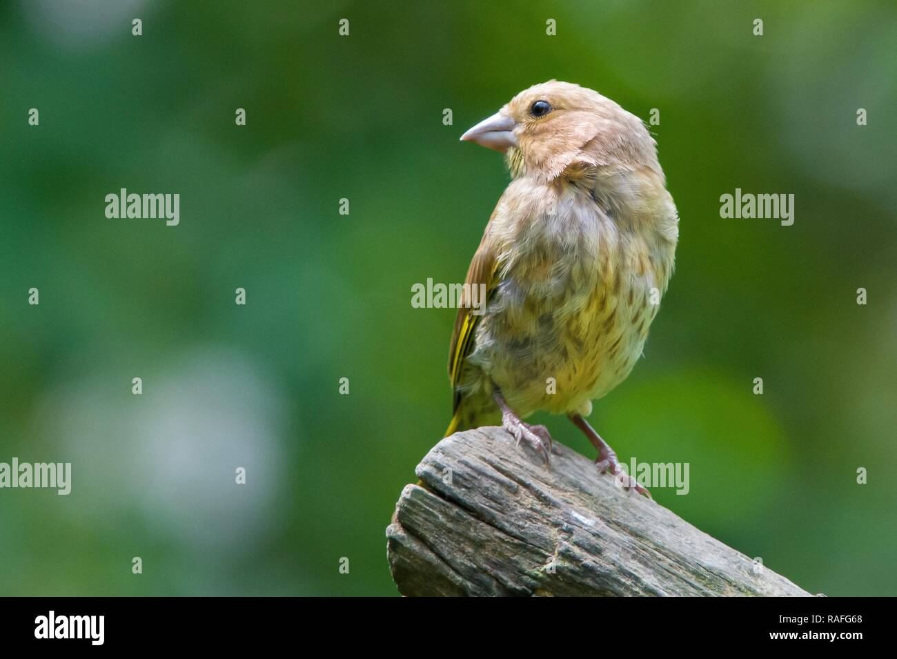 Verdone appollaiato su un albero con un fondo trasparente Foto Stock