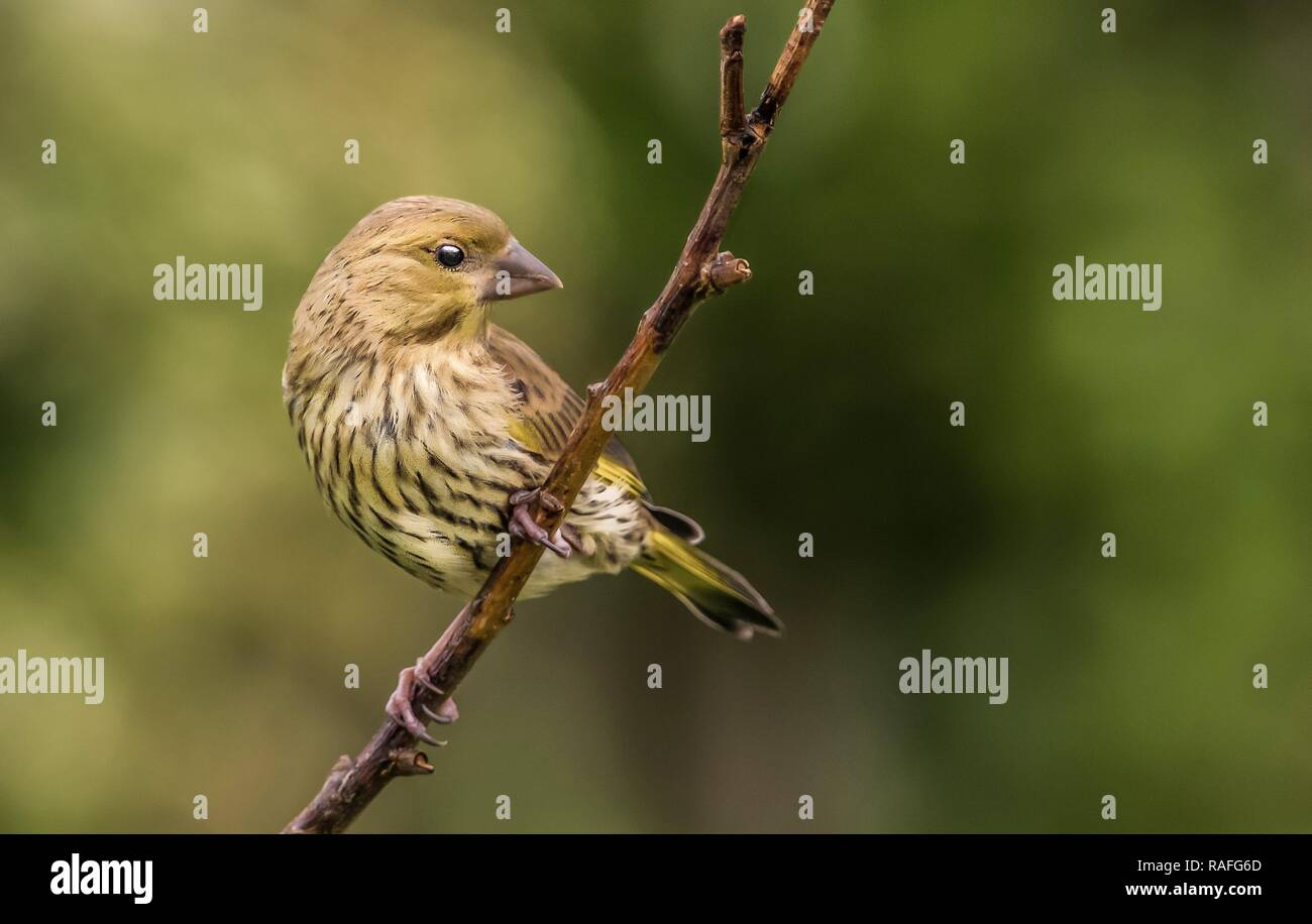 Verdone appollaiato su un albero con un fondo trasparente Foto Stock