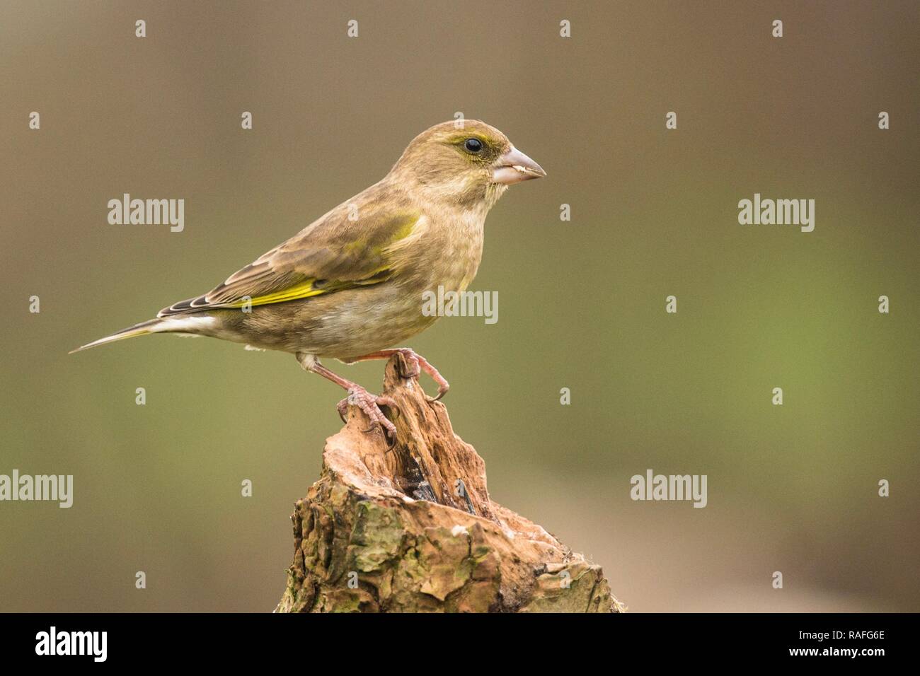 Verdone appollaiato su un albero con un fondo trasparente Foto Stock