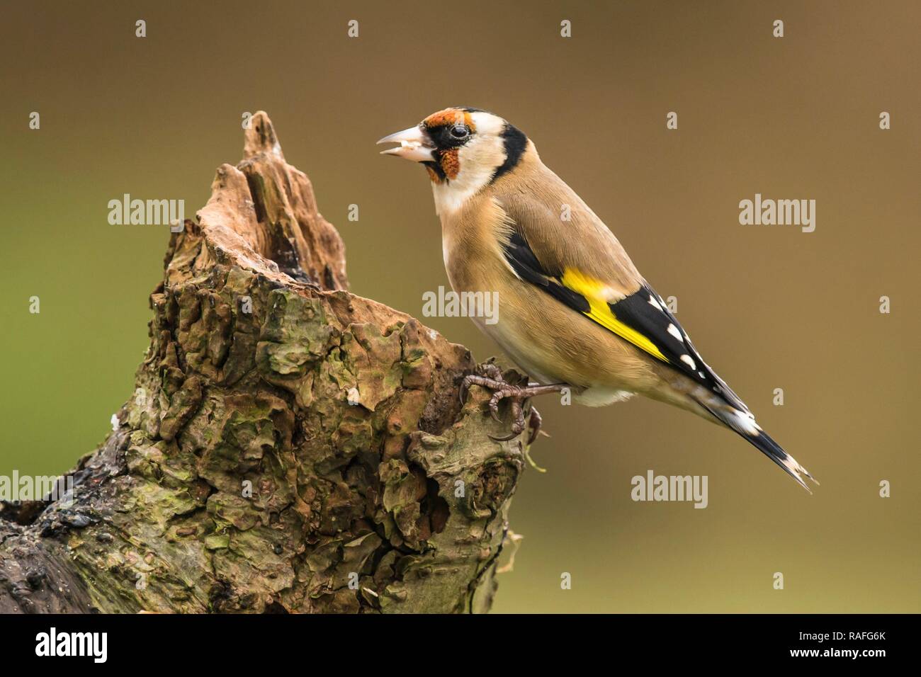 Cardellino appollaiato su un ceppo di albero Foto Stock