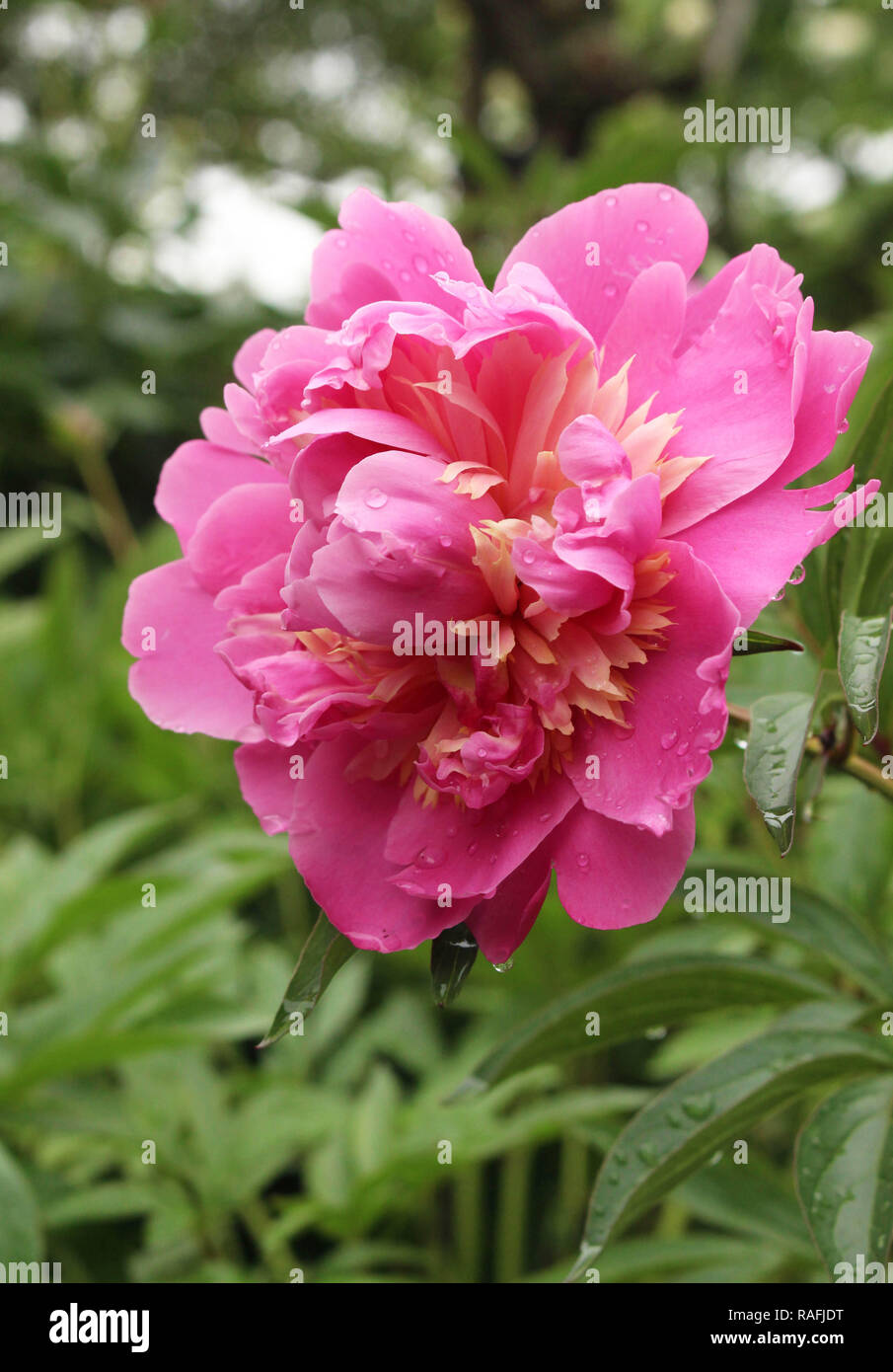 Peonie Foto Stock