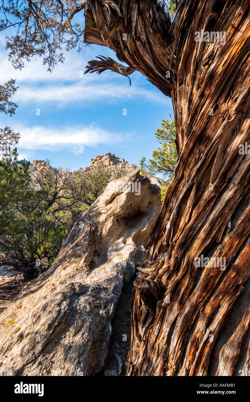 Pinon Pino telai rocky argilla bentonitica paesaggio; Giardini di Castello; vicino a Salida; Colorado; USA Foto Stock