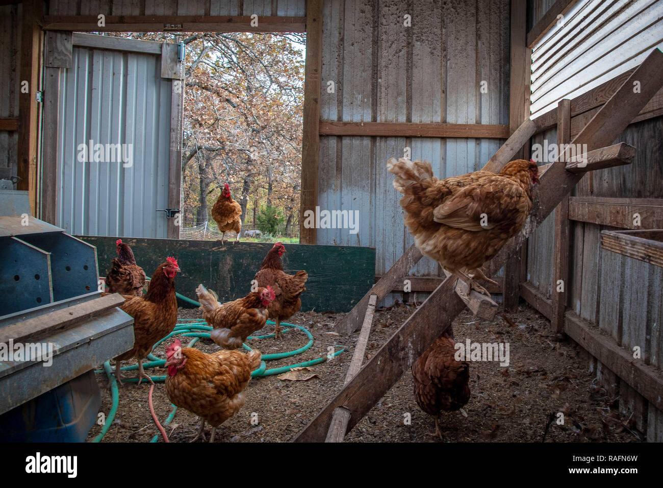Polli ruspanti in una fattoria di proprietà di Native American Farmer e insegnante in pensione Jerri Parker in Cromwell, Oklahoma. Foto Stock