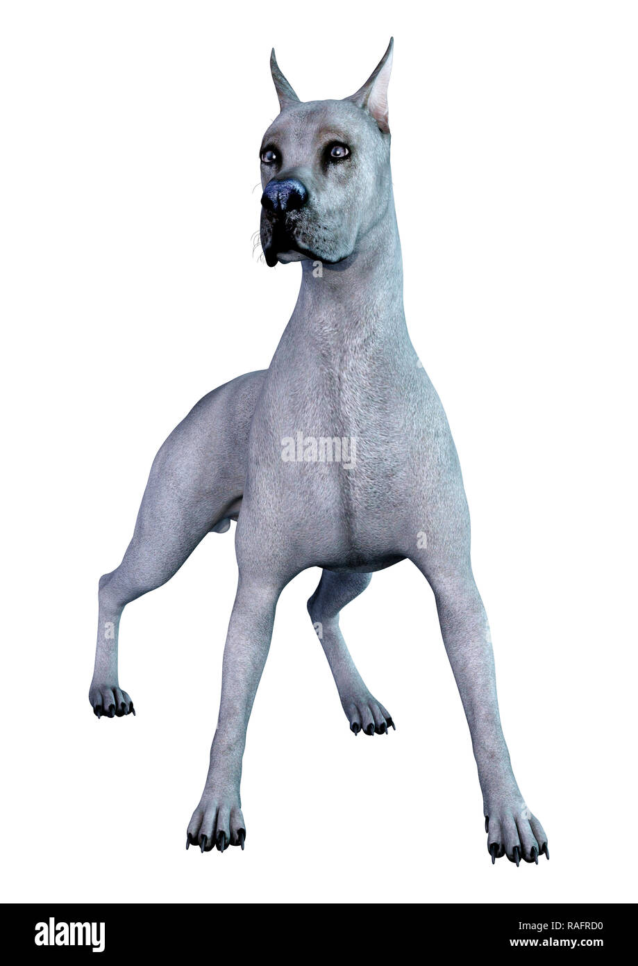 3D rendering di un blu Alano cane isolato su sfondo bianco Foto stock -  Alamy