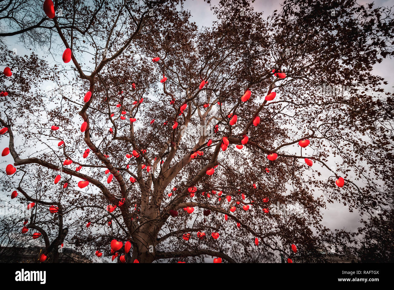 Illuminato ornato albero su cui cuori sono appesi, Rathausplatz di Vienna Foto Stock