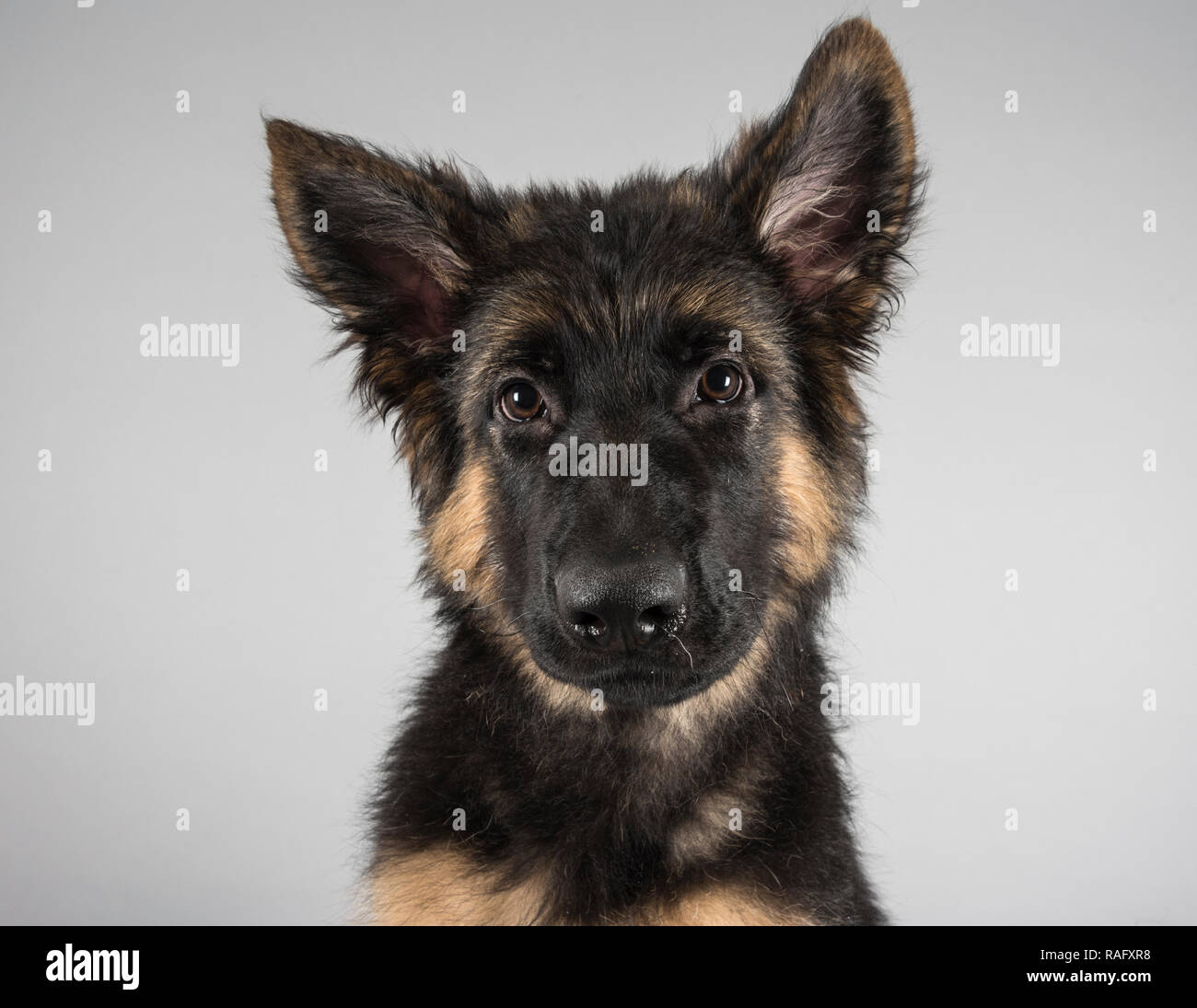 Ritratto di un cucciolo tedesco di cane Pastore, maschio, di 5 mesi, nel Regno Unito Foto Stock
