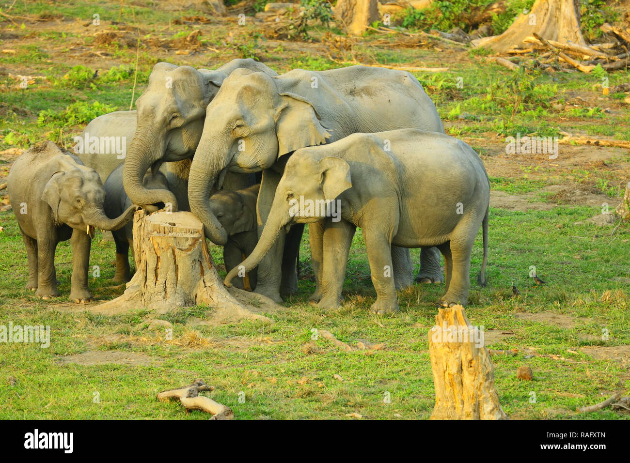 Gruppo di elefanti nel santuario di Manas Assam India Foto Stock