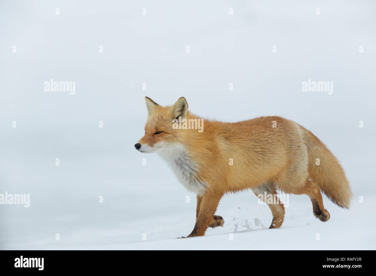 Ezo Red Fox o ulpes vulpes schrencki o kkitakitsune in Hokkaido in Giappone durante il periodo invernale Foto Stock