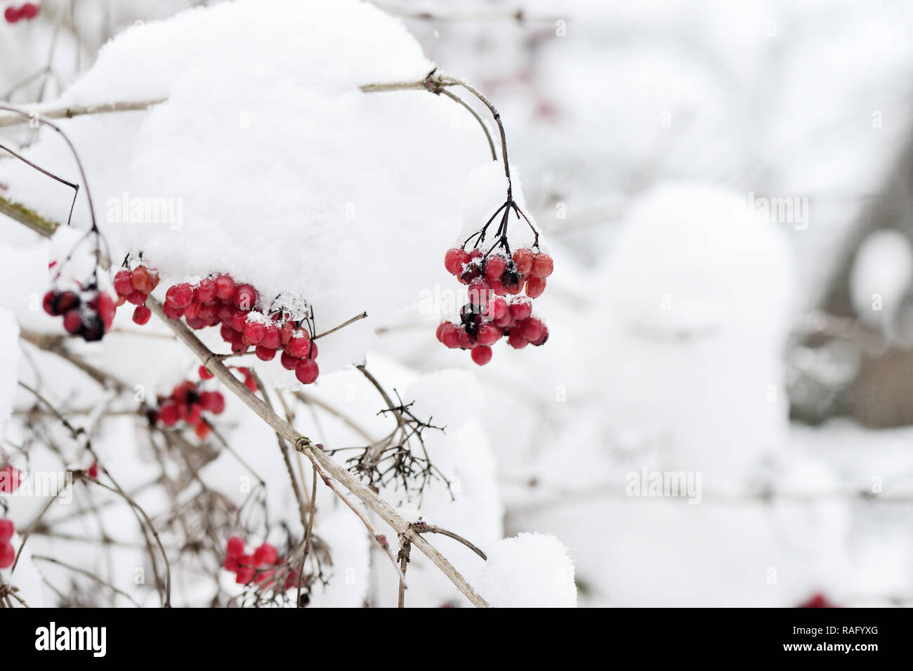 Grappoli rossi di ripe viburnum coperte di neve in una giornata invernale Foto Stock