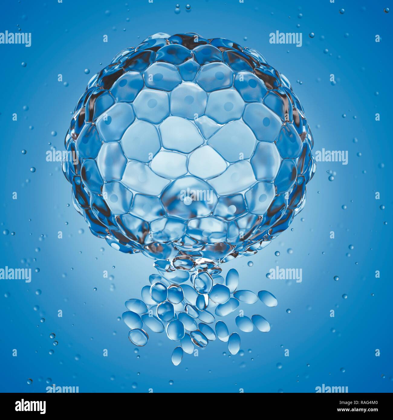 Illustrazione di un blastocisto. Foto Stock