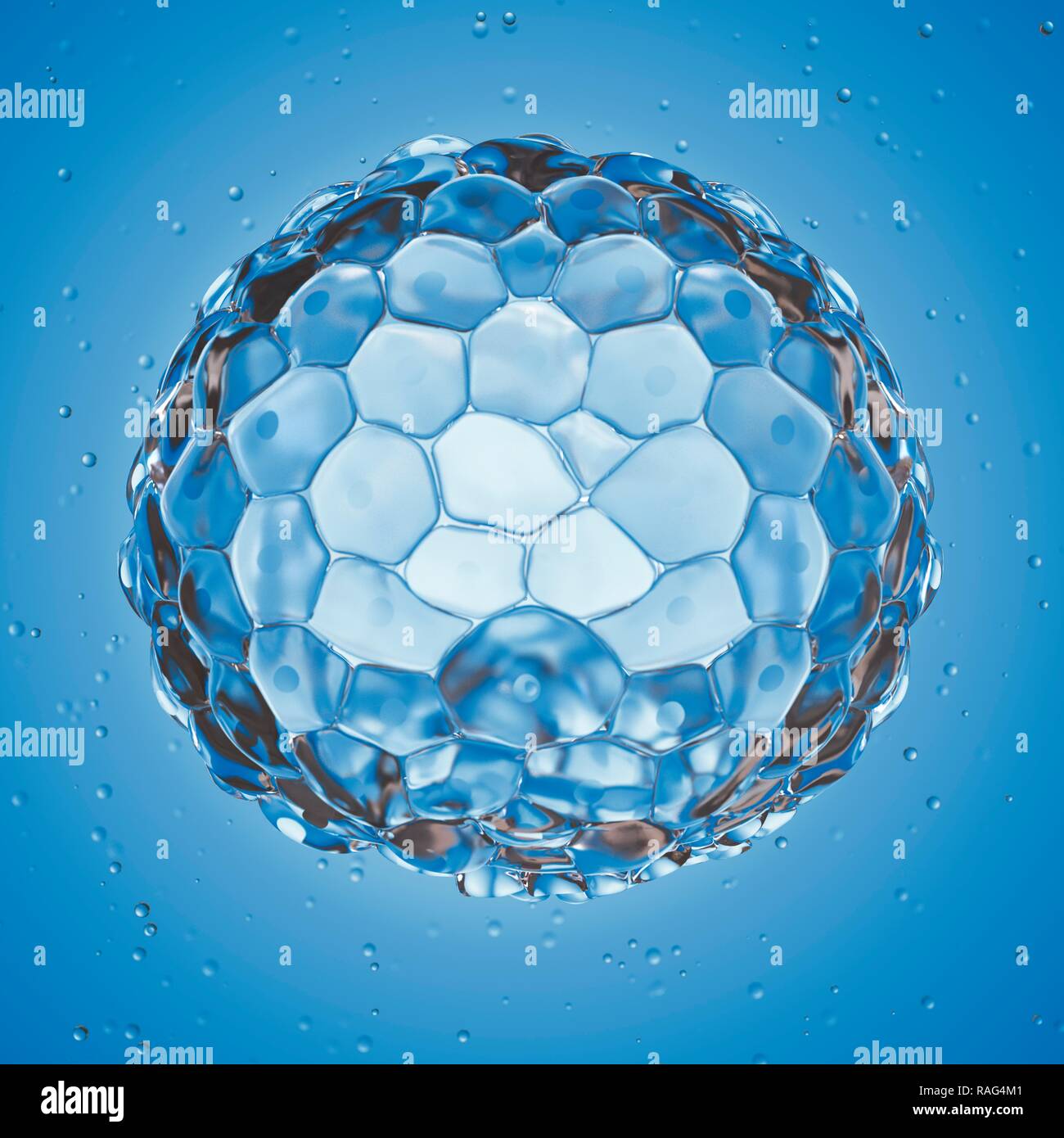 Illustrazione di un blastocisto. Foto Stock