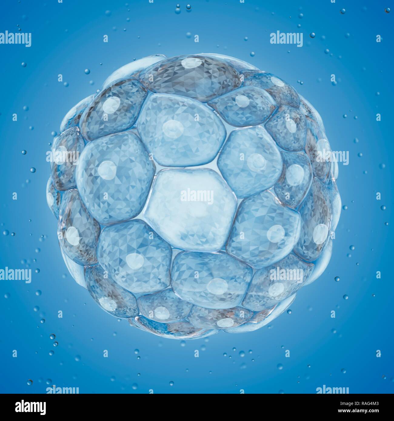 Illustrazione di un blastocisto. Foto Stock