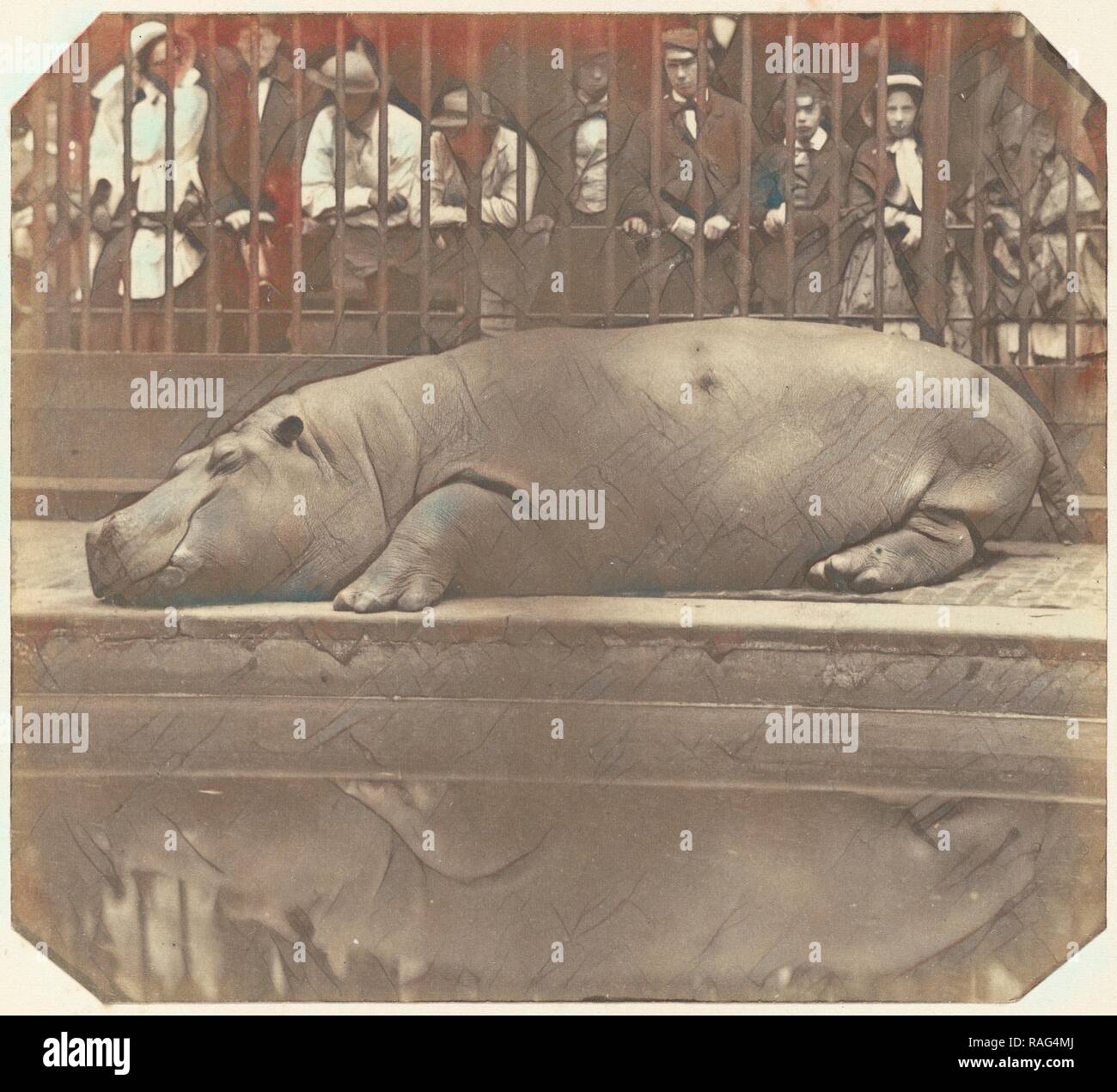 Ippopotamo presso i giardini zoologici, Regent's Park, il Conte de Montizon (spagnolo, 1822 - 1887), 1852, salati reinventato Foto Stock