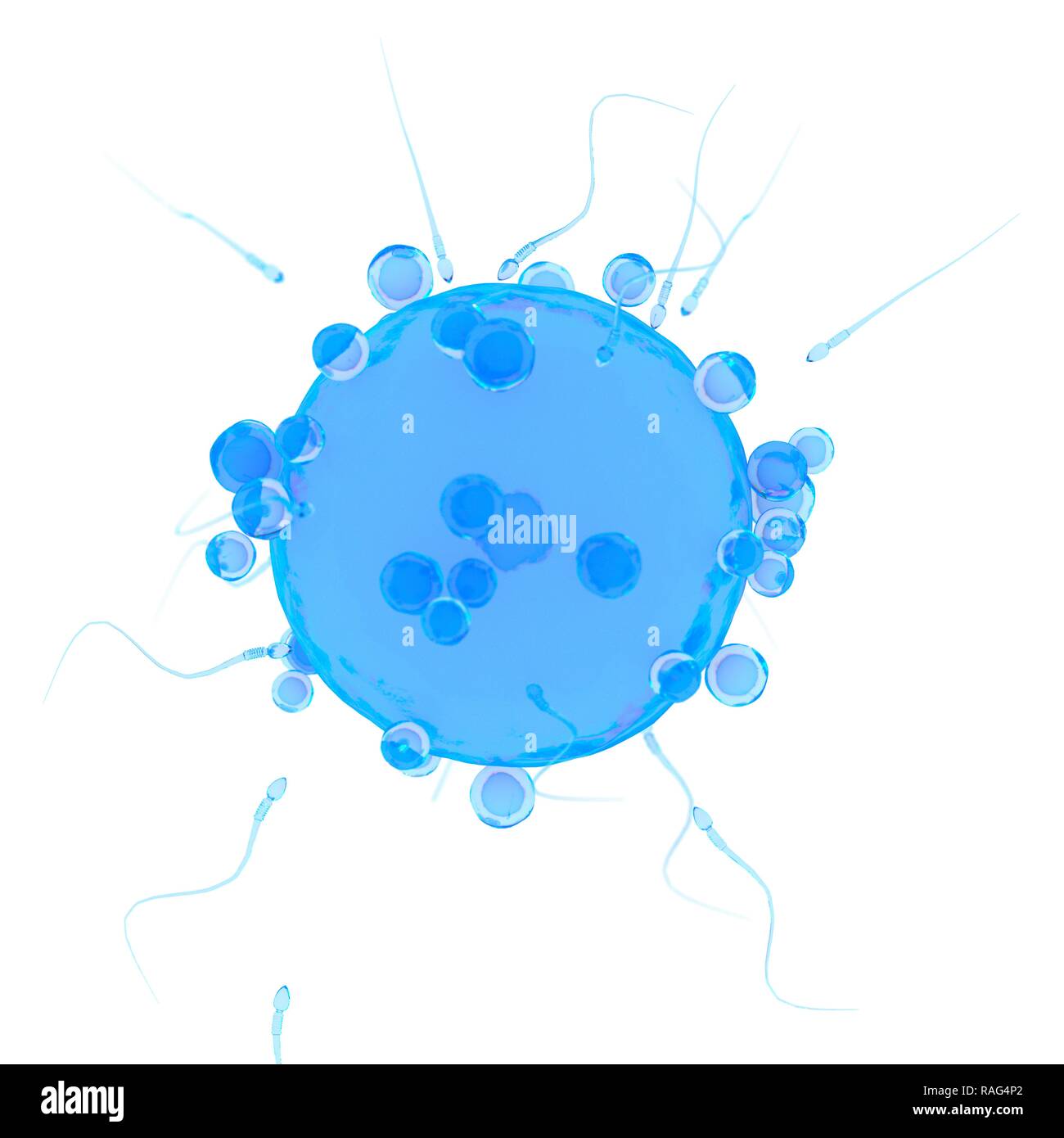 Illustrazione di un essere umano cellula uovo. Foto Stock