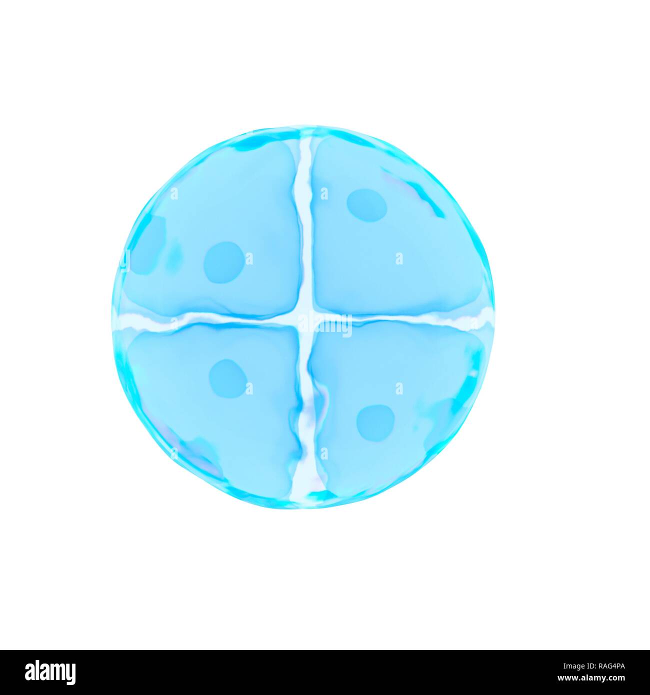 Illustrazione di una cella 4 uovo. Foto Stock