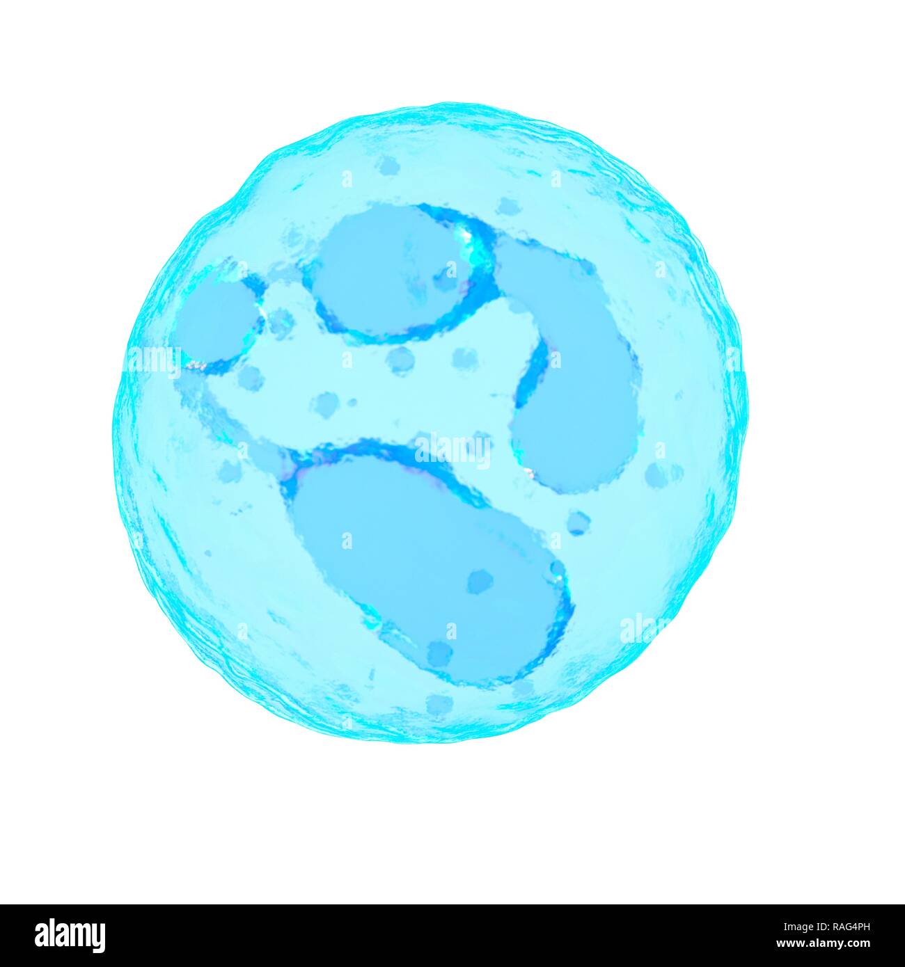 Illustrazione di un neutrofilo. Foto Stock