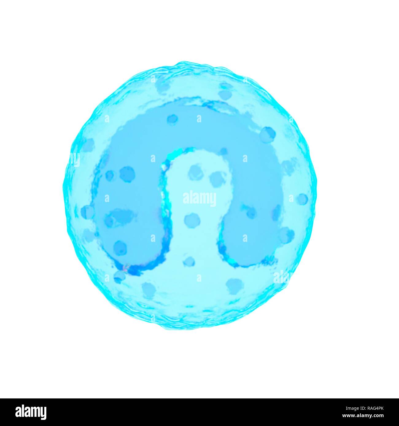 Illustrazione di un leucocita. Foto Stock