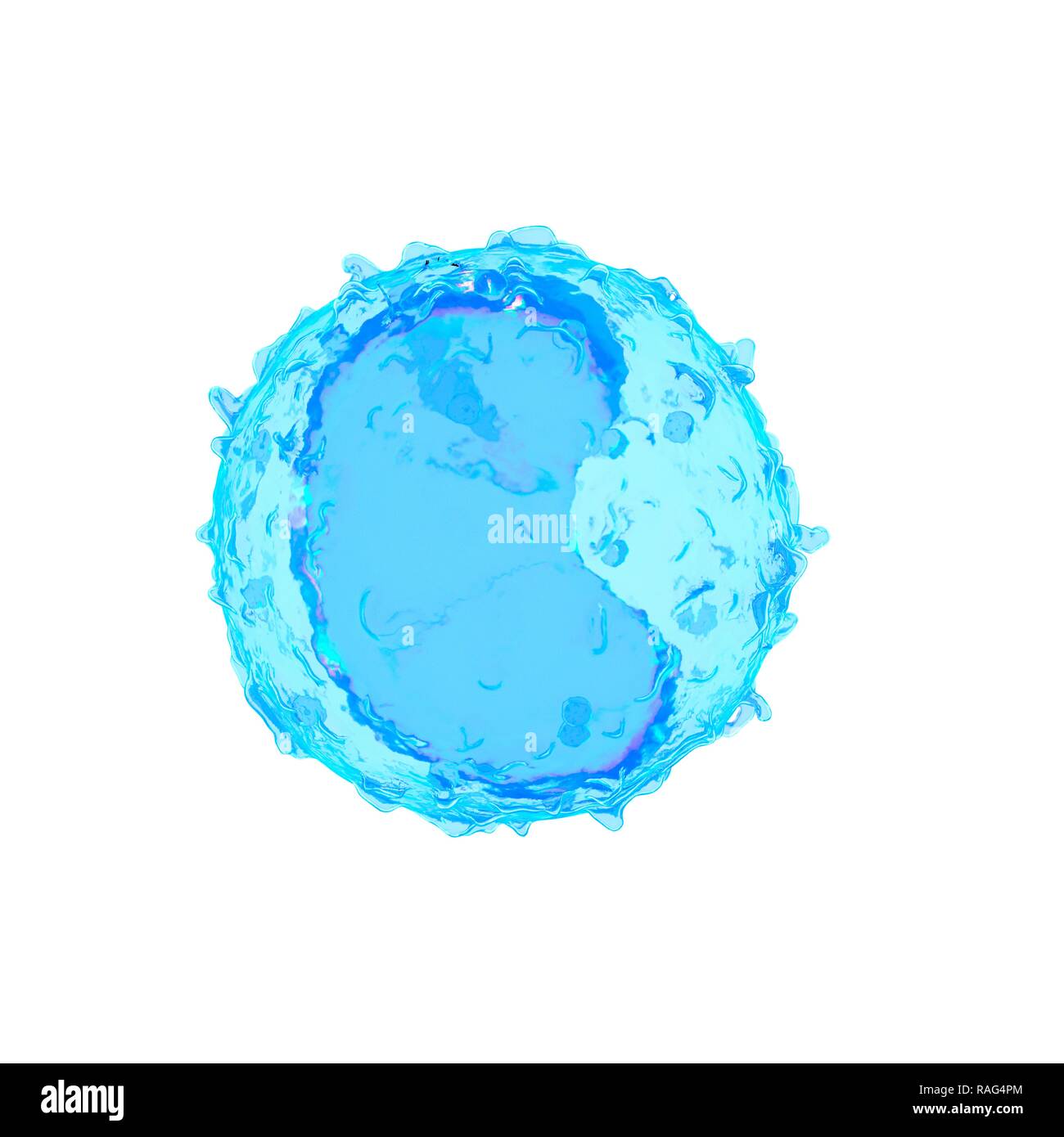 Illustrazione di un monocita. Foto Stock