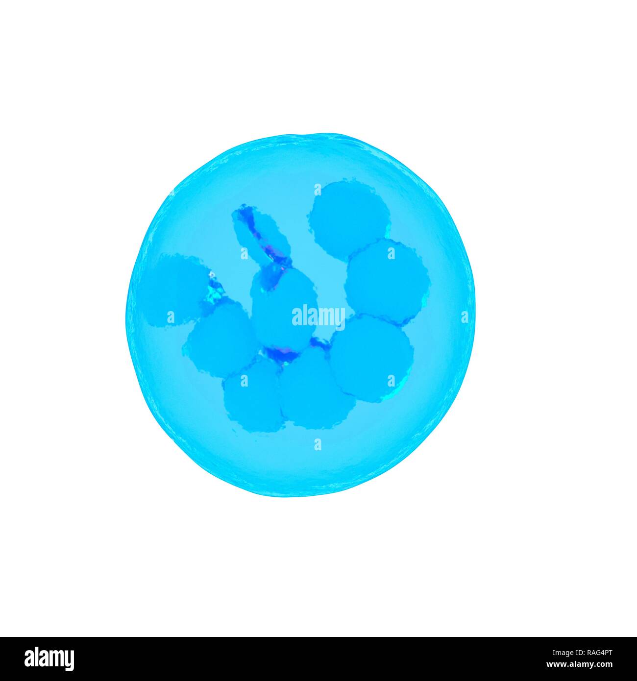 Illustrazione di un di megacariociti. Foto Stock