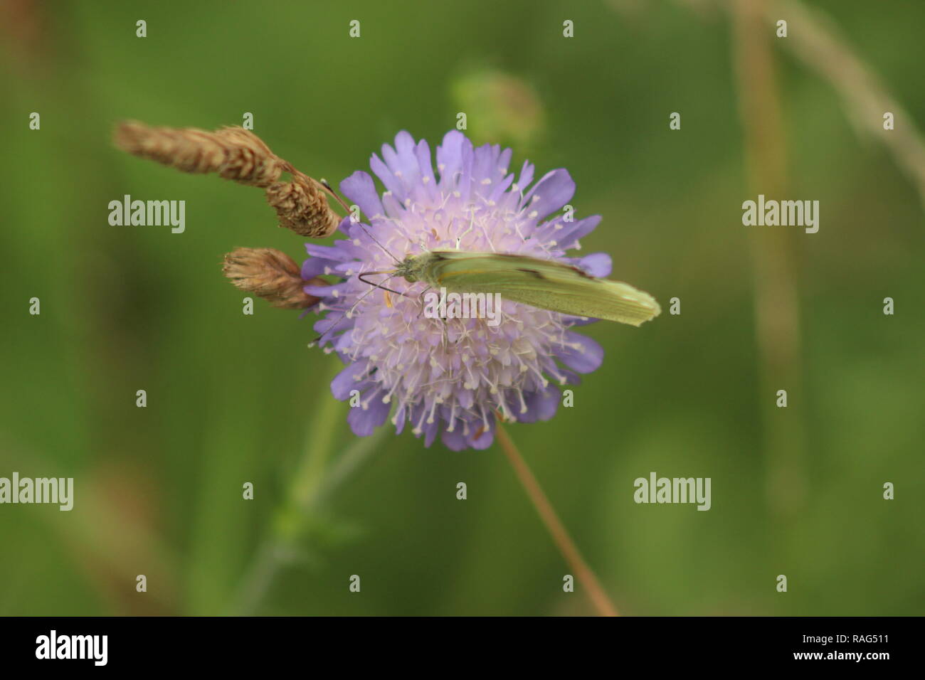 Fiore a farfalla Foto Stock