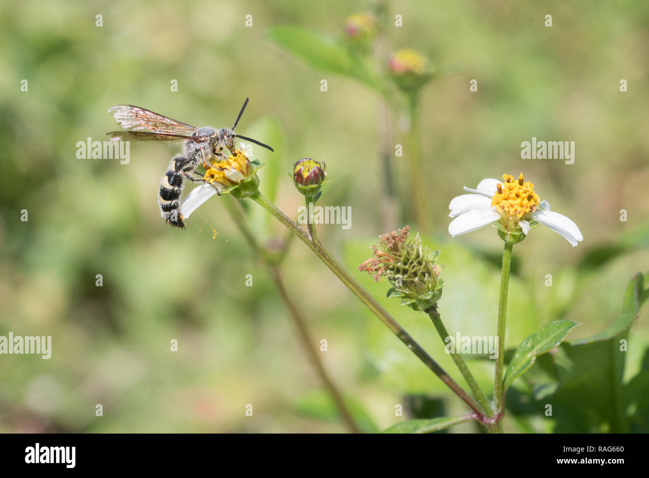 Una piuma zampe Scolid Wasp su Black-Jack fiori a Brownie Wise Park in Osecola County, Florida. Foto Stock