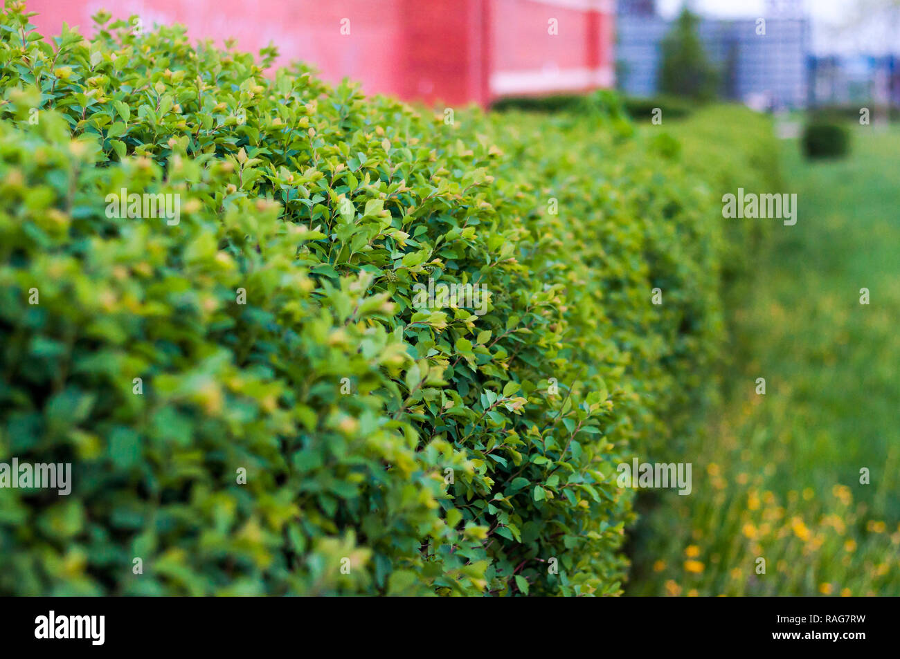 Linea retta della crescente vibrante cespugli arbusti recinzione Foto Stock